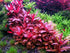 AquaLeaf Aquatics Tissue Culture Live Aquarium Plants | in Vitro Freshwater Aquatic Plants for Small Aquariums