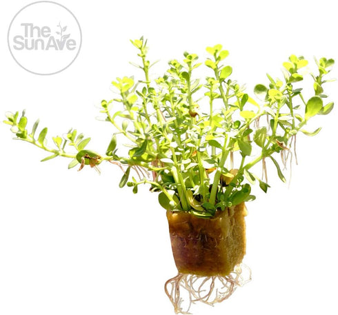 1. (7+ Bacopa Monnieri Easy Freshwater Live Aquarium Plant with Roots Stems)