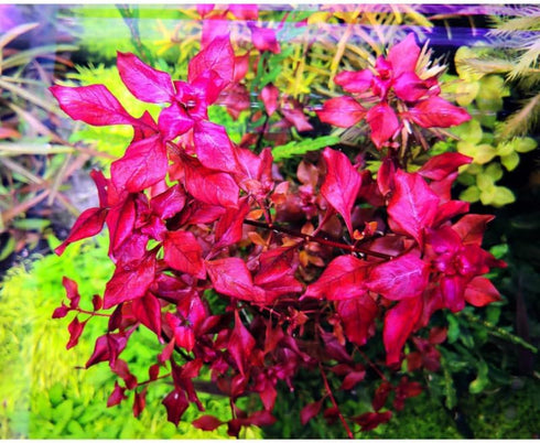 5 7 Super Red Ludwigia Aquarium Plants Live, Live Aquarium Tanks Ludwigia Aquatic Plants, No Root, to Stems, Live
