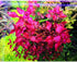 5 7 Super Red Ludwigia Aquarium Plants Live, Live Aquarium Tanks Ludwigia Aquatic Plants, No Root, to Stems, Live
