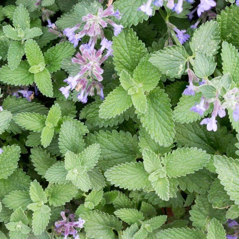 2.5 inch Catnip Plant (Nepeta cataria) Pot - Live Plant Catswort Catwort Catmint Catnip Plant