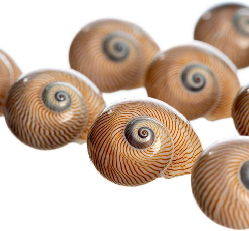 12 3/4"- 1.5" Hermit Crab Shells | Turbo Shells | Natica Lineata Shells | Hermit Crab House for Dcor | Plus Free