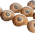 12 3/4"- 1.5" Hermit Crab Shells | Turbo Shells | Natica Lineata Shells | Hermit Crab House for Dcor | Plus Free