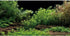 AWERT Vinyl Aquarium Background - River Bed & Lake Aquatic Plant Fish Tank Background 72x24 inches