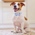 KOOLTAIL Dog Collar and Leash Set, Adjustable Soft Leather Puppy Collar with Bow Tie & Bell for Small Medium Dogs, Blue