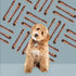 ROAM Pet Treats Bucky Bone - Grasslands Venison Dog Bone Chew – Long Lasting Chew for Dogs