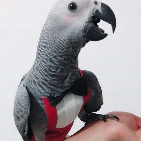 2 Pack QBLEEV Bird Diapers, Cockatiel Tuxedo Flight Suite, Reusable Parrot Nappy Clothes Costume for Wedding Party