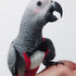 2 Pack QBLEEV Bird Diapers, Cockatiel Tuxedo Flight Suite, Reusable Parrot Nappy Clothes Costume for Wedding Party