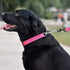 CollarDirect Martingale Dog Collar, Adjustable Stainless Steel Chain Reflective Nylon Pet Collars for Medium Large Dogs