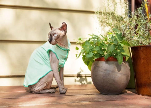 Goldpaw Sun Shield Tee for Dogs and Cats - UV Protection UPF50+, Cooling, Machine Wash, Quick Dry (Pistachio Green, 16)