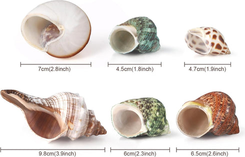 1.5-3.5", 6 0.5"-1.5" PPCLION Natural Hermit Crab Shells Turbo Sea Conch Shell for Dcor, Size: PCS. Opening