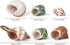 1.5-3.5", 6 0.5"-1.5" PPCLION Natural Hermit Crab Shells Turbo Sea Conch Shell for Dcor, Size: PCS. Opening