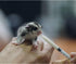 100% 8.8oz 8.8 oz.) Milk Replacer - Healthy Powdered Formula Ideal for Baby Squirrels, Rabbits, Opossums, Raccoons |