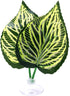 Betta Fish Leaf Bed Simulation Hammock, Natural Habitat Suction Cup Leaf Pad for Fishtank Spawning Grounds