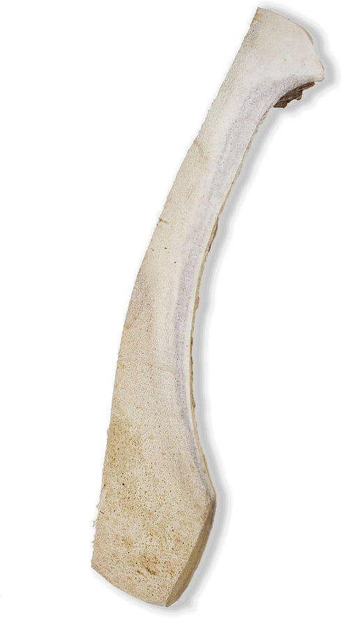 Prairie Dog Moose Antler Chew, Naturally Shed, Hand Harvested in North America, X-Large