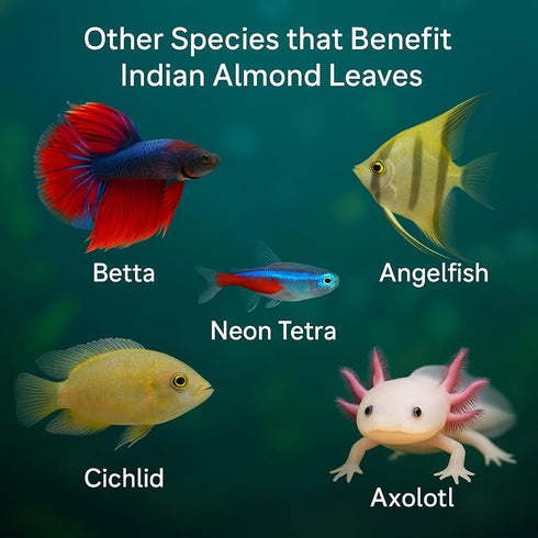 10 Pack, 6 Shrimp Tank Accessories Indian Almond Leaves for Shrimps,Snails,Crayfish Dried Catappa Leaves for Aquariums