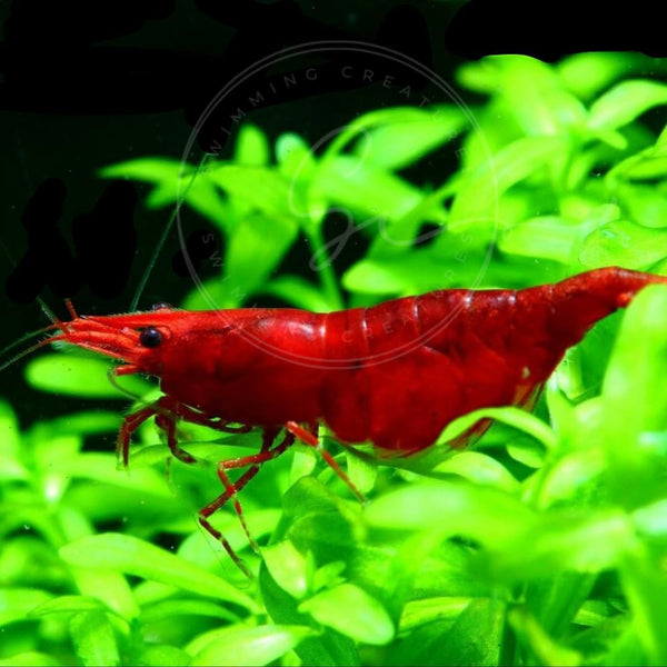 Swimming Creatures Freshwater Aquarium Shrimp - A Perfect Combo to Brighten Your