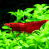 Swimming Creatures Freshwater Aquarium Shrimp - A Perfect Combo to Brighten Your