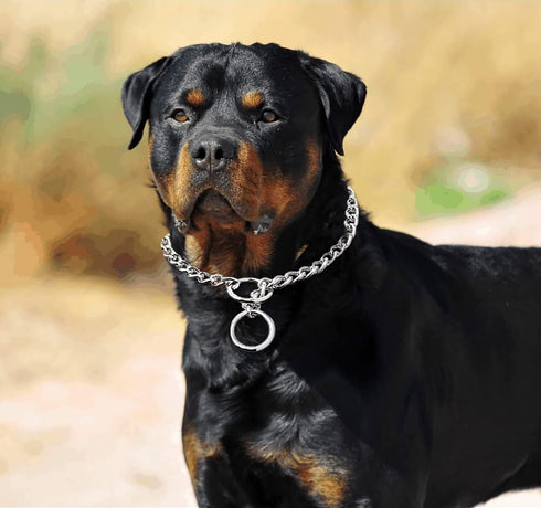 Dog Choke Collar Slip P Chain, Heavy Chain Metal Training Choke Collars, Adjustable for Small Medium Large Dogs