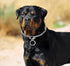 Dog Choke Collar Slip P Chain, Heavy Chain Metal Training Choke Collars, Adjustable for Small Medium Large Dogs