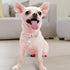 PetsHome Premium PU Leather Cat Collar, Dog Collar with Bling Rhinestones, Adjustable for Extra Small Pink Cat and