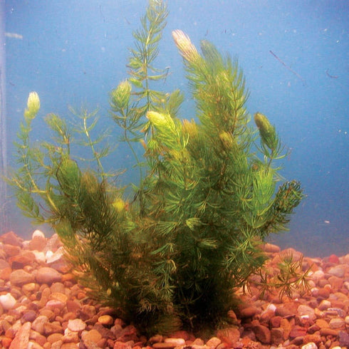 2 1 Marcus Fish Tanks Hornwort Ceratophyllum Live Aquarium Plant Planted Tank Beginner - Buy G F