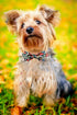 Floral Print Dog Collar by Lionheart glory, Adjustable Soft Collar with Bowtie for X-Small to Large Dogs