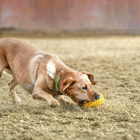 HS HERM. SPRENGER GERMANY Mango Chew Toy | Large Natural Rubber Chew Toy for Aggressive Chewers