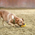 HS HERM. SPRENGER GERMANY Mango Chew Toy | Large Natural Rubber Chew Toy for Aggressive Chewers