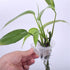 Obotsnoi Plant Stand Holder for Decorative Cups Aquariums for Water Emersed Decorations Bulk Aquarium Wall