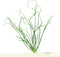 3X Crinum Calamistratum+ 1 Bonus Plant (Tropical Live Aquarium Plants) 2-Day Arrival