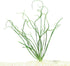 3X Crinum Calamistratum+ 1 Bonus Plant (Tropical Live Aquarium Plants) 2-Day Arrival
