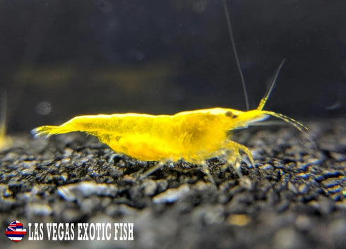 Las Vegas Exotic Fish 10 Yellow Golden Back Neocaridina Shrimp Live Freshwater Shrimp Aquarium Inverts (Yellow Golden