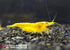 Las Vegas Exotic Fish 10 Yellow Golden Back Neocaridina Shrimp Live Freshwater Shrimp Aquarium Inverts (Yellow Golden