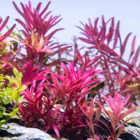 1 5 7 H'ra Red Rotala Rrotundifolia Aquarium Plants Live, Bundle Rotala Aquatic Plants, No Root, to Stems, Live