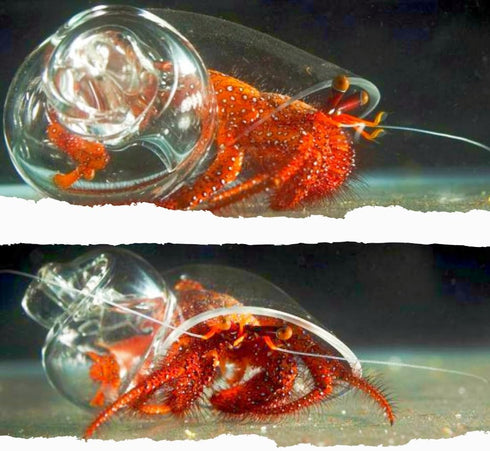 BETENSH 2.0"- 3.0", 0.8"- 1.6", (4pcs 0.8"-1.1"-1.3" -1.6") Large Hermit Crab Transparent Shells Size Opening Size