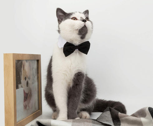 ZTON Handcrafted Adjustable Formal Pet Bowtie Collar Neck Tie for Dogs & Cats, S, Black