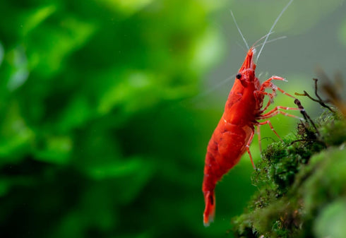 Generic 10+ High Grade Fire Red Cherry Shrimps Neocaridina Live Freshwater Shrimp Aquarium Inverts High-Grade Cherry