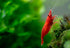 Generic 10+ High Grade Fire Red Cherry Shrimps Neocaridina Live Freshwater Shrimp Aquarium Inverts High-Grade Cherry