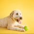 JW Pet Large iSqueak Ball Dog Toy