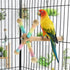 Yuanfenron Parrot Spinning Windmill Perch, Bird Toy Rotating Stand for Parakeets, Cockatiels, Budgies - Interactive