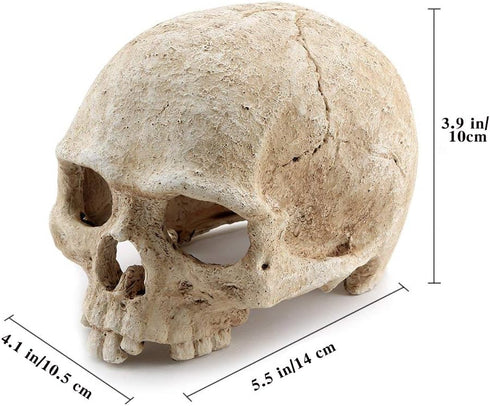 Aquarium Resin Skull for Aquarium Decoration and Reptile House Cave
