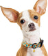 Faygarsle Dog Collar - Cute Light Green Puppy Collars with Sunflower Pattern for Small Medium Large Dogs, Spring Summer
