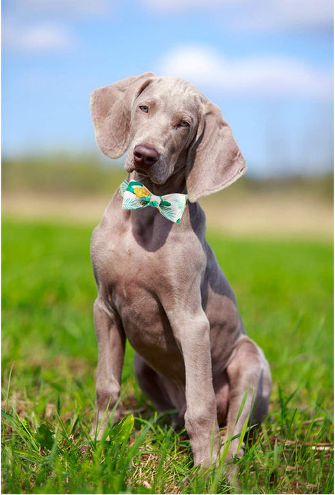 ARING PET Bowtie Dog Collar Adjustable Collars with Bow Tie for Small, Medium, Large Dogs