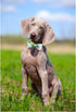 ARING PET Bowtie Dog Collar Adjustable Collars with Bow Tie for Small, Medium, Large Dogs