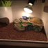 PINVNBY Turtle Basking Platform, Tortoise Resin Dock, Floating Ledge Aquarium Decoration for Reptiles