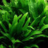 Aquatic Discounts 4 BUY2GET1 Anacharis + Hornwort + Java Fern + Java Moss - Types of Easy/Beginner Live Aquarium Plants