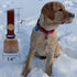 Dog Collar Bell, Anti-theft Pet Bells Tracker with Leather Button Strap and Silver Pendant ID Tags (2 Sets)