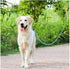 MayPaw Colorful Adjustable Dog Leash Rope Slip Lead, 1/4"-5Ft Sturdy Nylon Training Leash for Small X-Small Dogs