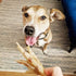 Green Butterfly Chicken Feet Dog Treats - 100% All Natural Dental Chews, Made in USA, 10 Pack, Rich in Glucosamine